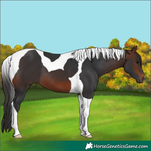 Horse Color:Brown Tobiano 