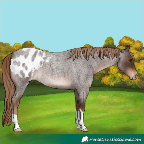 Horse Color:Liver Red Roan Blanket 