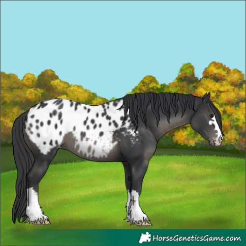 Horse Color:Black Appaloosa 