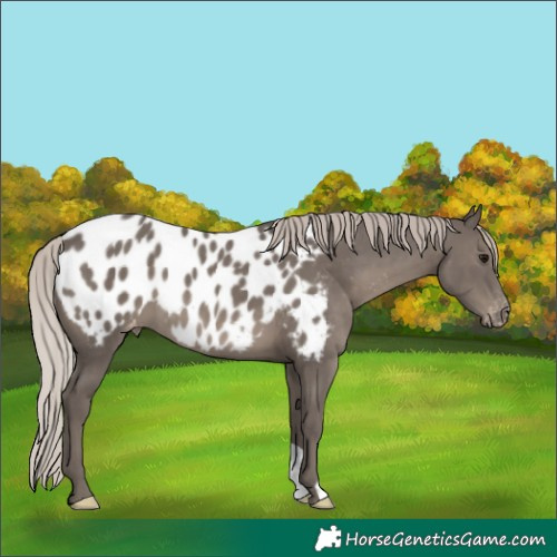 Horse Color:Silver Black Blanket 