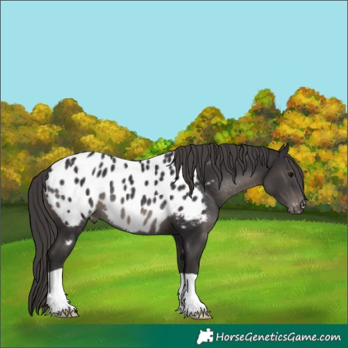 Horse Color:Smoky Black Blanket 
