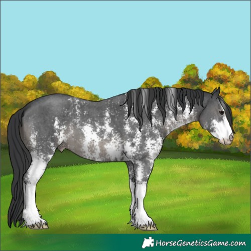 Horse Color:Black Sabino 