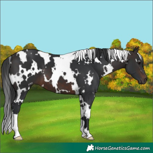 Horse Color:White Spotted Brown 