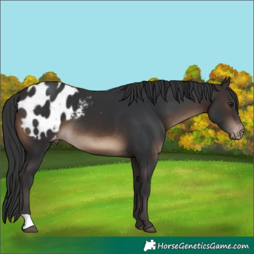 Horse Color:Brown Appaloosa 