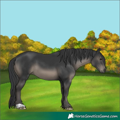 Horse Color:Black 