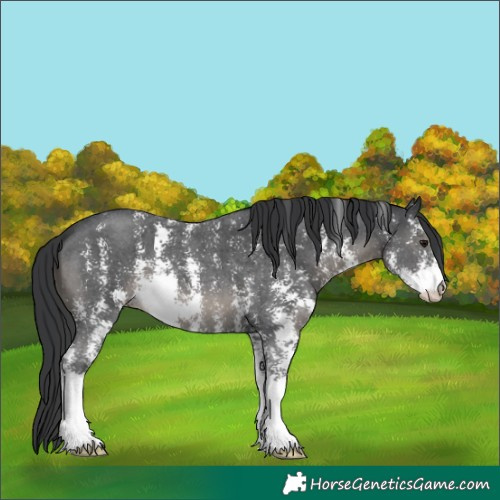 Horse Color:Black Sabino 