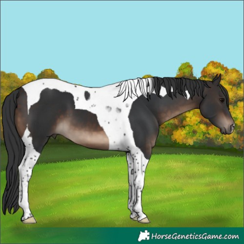 Horse Color:Brown Tobiano 
