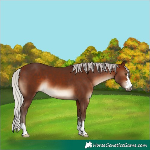 Horse Color:Silver Brown 