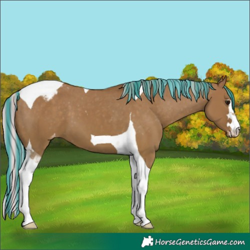 Horse Color:Painted Silver Grullo Tobiano Appaloosa 