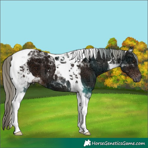 Horse Color:Liver Chestnut Ice Mushroom Tobiano 