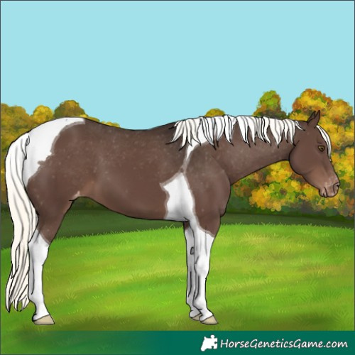 Horse Color:Liver Chestnut Mushroom Tobiano Varnish 