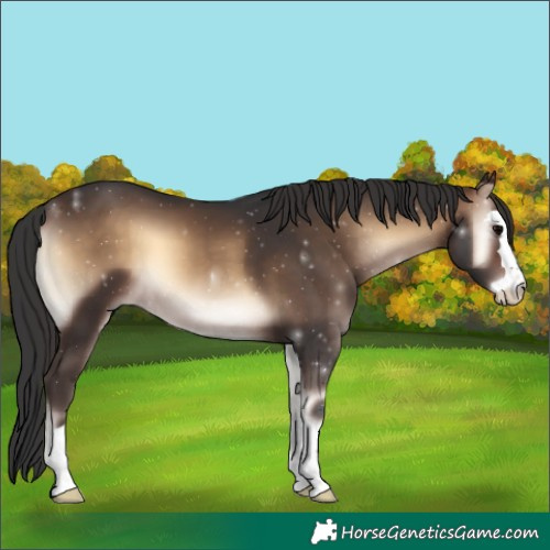 Horse Color:Brown Onyx
