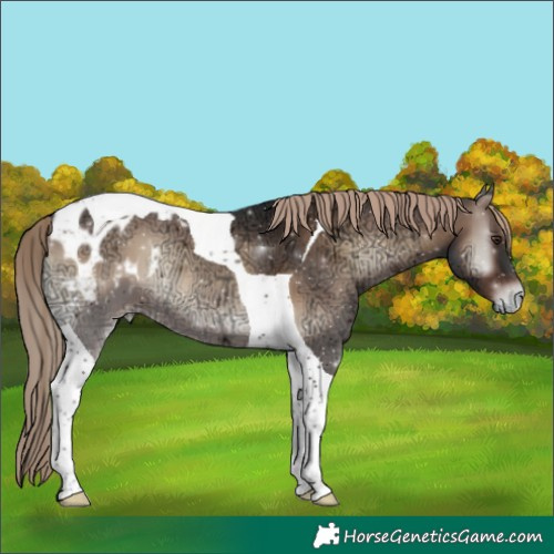 Horse Color:Liver Red Onyx Ice Tobiano Blanket 