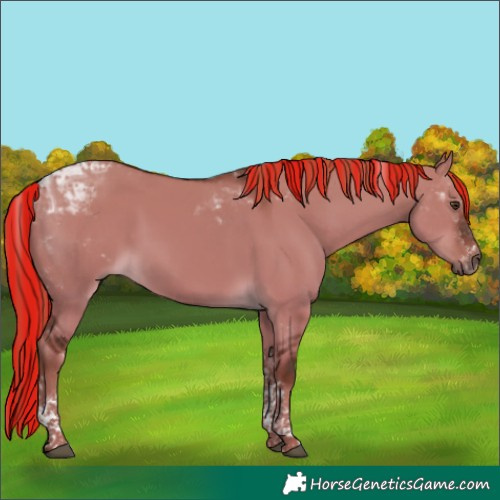 Horse Color:Painted Liver Red Dun Tobiano 