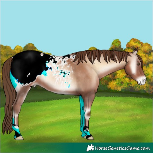 Horse Color:Liver Red Onyx Pearl Appaloosa 