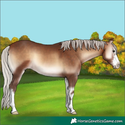 Horse Color:Silver Brown Onyx 