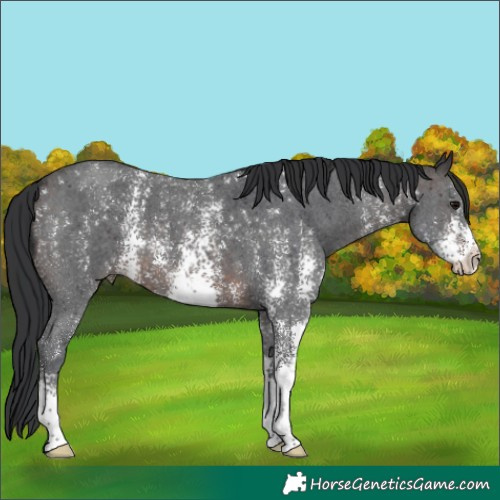 Horse Color:Brown Sabino 