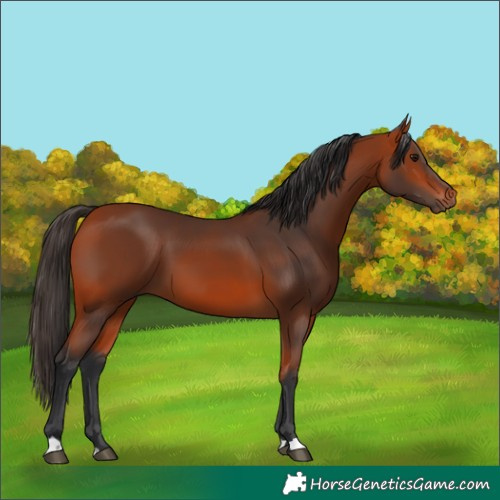 Horse Color:Bay 