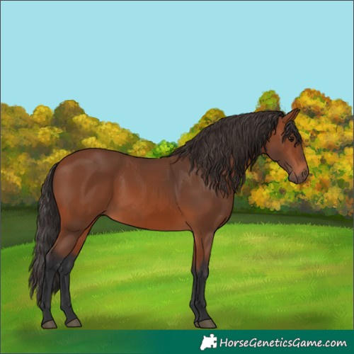 Horse Color:Bay 