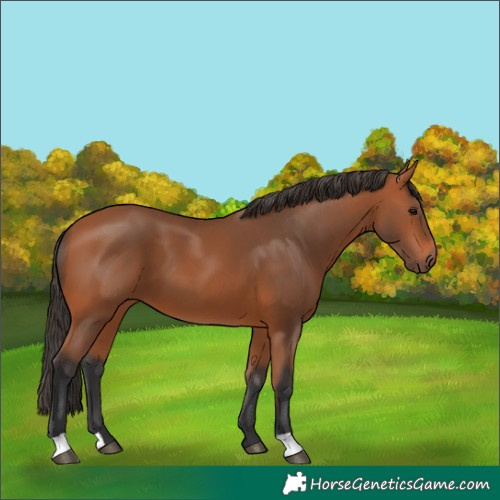 Horse Color:Bay 