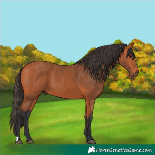 Horse Color:Bay 