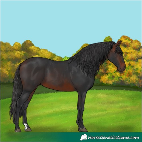 Horse Color:Brown 