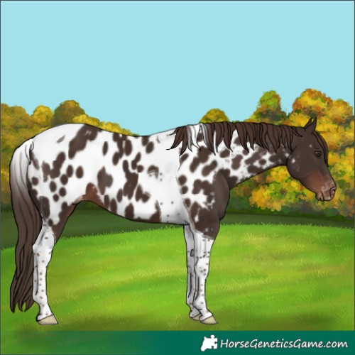 Horse Color:Liver Chestnut Tobiano Near Leopard 