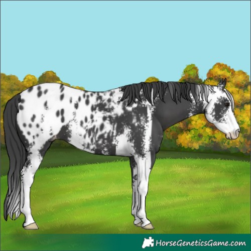 Horse Color:Black Sabino Appaloosa 