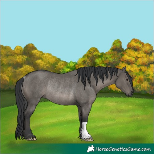 Horse Color:Grullo Rabicano 