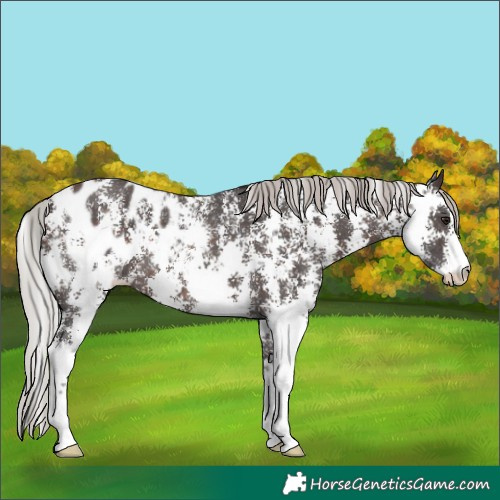 Horse Color:Silver Brown Sabino Blanket Rabicano 