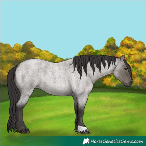 Horse Color:Smoky Grullo Roan 