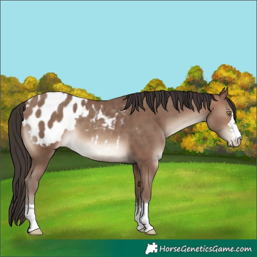 Horse Color:Sable Champagne Blanket 