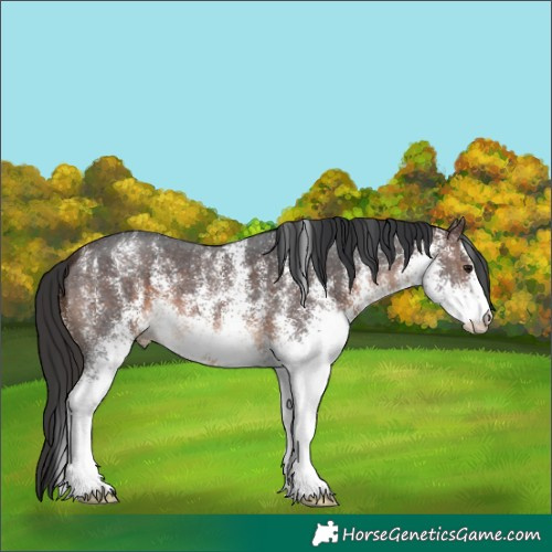 Horse Color:White Spotted Brown