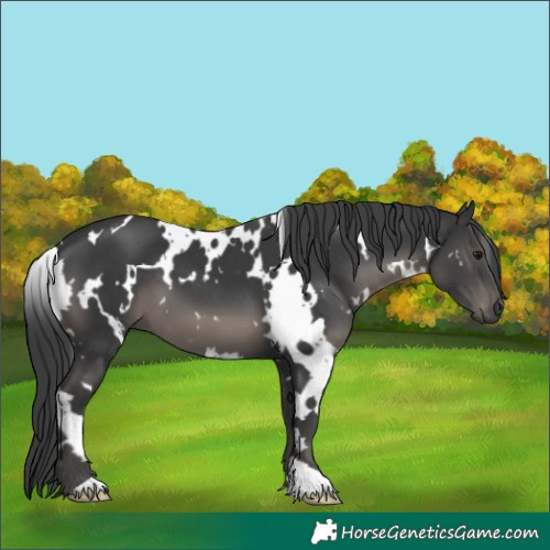 Horse Color:White Spotted Black 