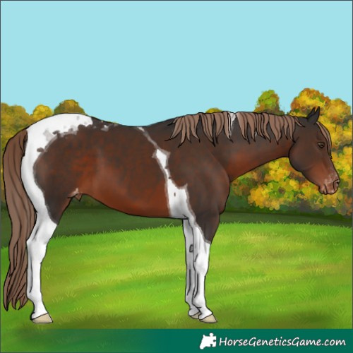 Horse Color:Liver Chestnut Tobiano Appaloosa