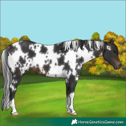 Horse Color:White Spotted Brown