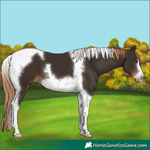 Horse Color:Liver Chestnut Tobiano Frame 