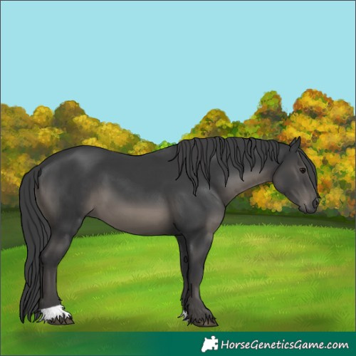 Horse Color:Black 