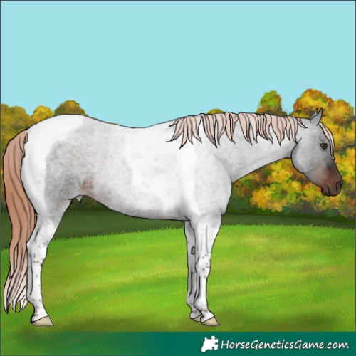 Horse Color:Liver Red Roan Tobiano 