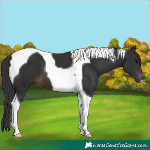 Horse Color:Brown Tobiano 