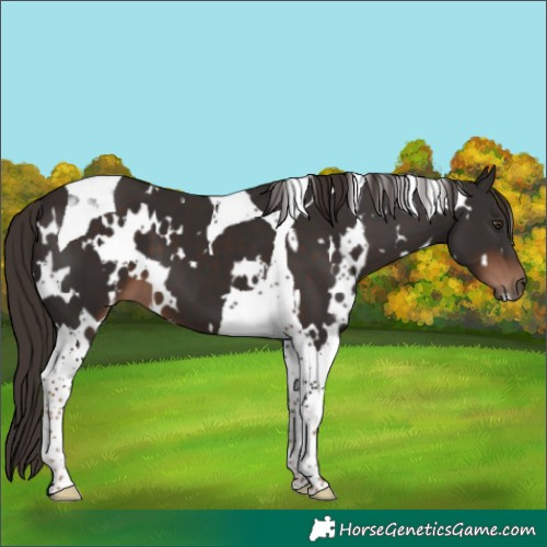 Horse Color:White Spotted Liver Chestnut Tobiano 