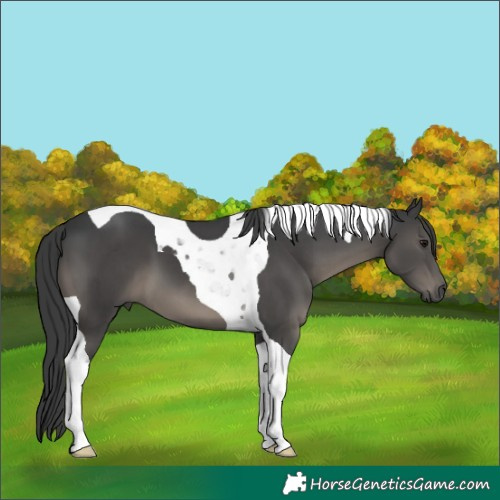 Horse Color:Black Tobiano