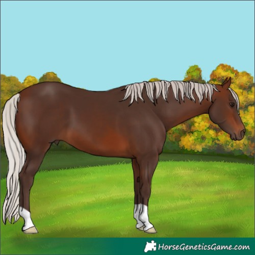 Horse Color:Silver Brown 