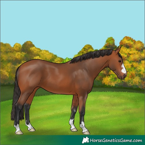 Horse Color:Bay 