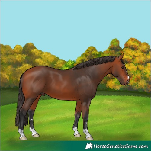 Horse Color:Bay 