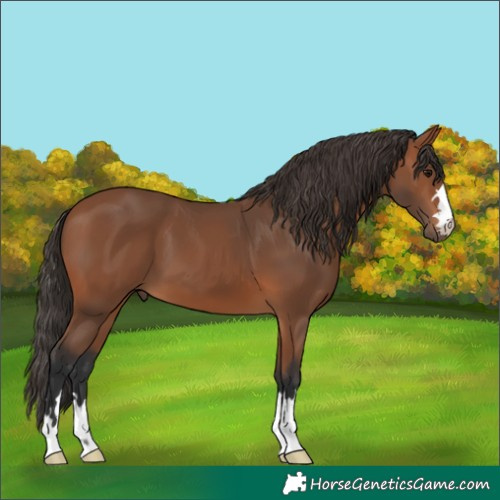 Horse Color:Bay 