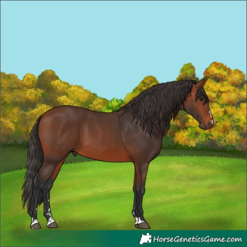 Horse Color:Bay 
