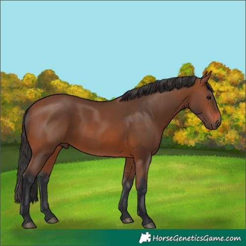 Horse Color:Bay 