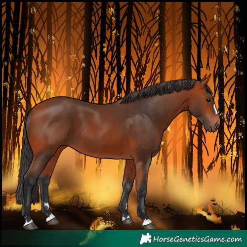 Horse Color:Bay 