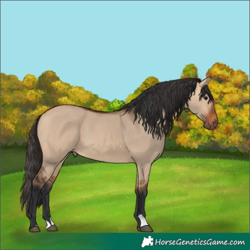 Horse Color:Bay Dun 
